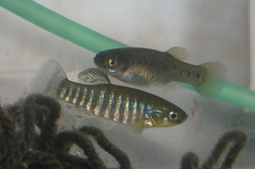 Aphaniops sirhani "Azraq Oasis"