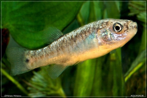 Esmaeilius aff. isfahanensis 'Gavkhuni Wetlands' female