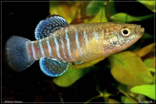 Esmaeilius aff. isfahanensis 'Gavkhuni Wetlands'