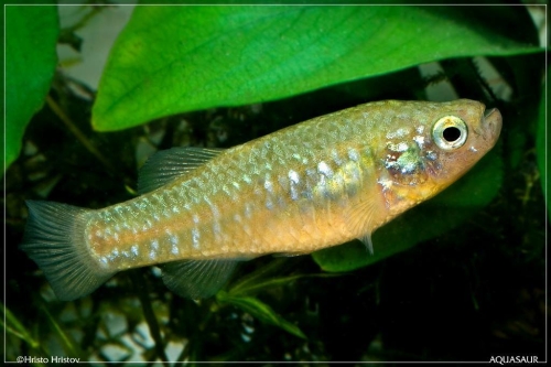Paraphanius similus 'Eregli' female