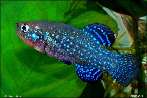 Paraphanius similus 'Eregli' 