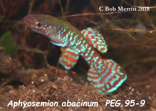 Aphyosemion abacinum PEG-95-9
