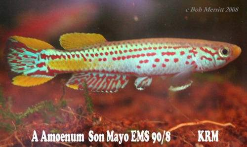 Aphyosemion amoenum Son Mayo EMS-90-8