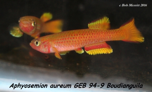 Aphyosemion aureum GEB-94-9 Boudianguila