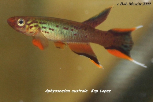 Aphyosemion australe Cape Lopez
