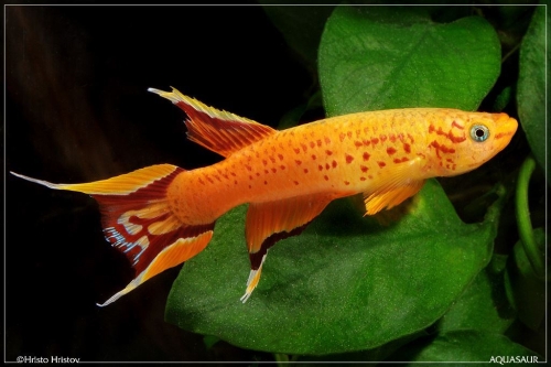 Aphyosemion australe