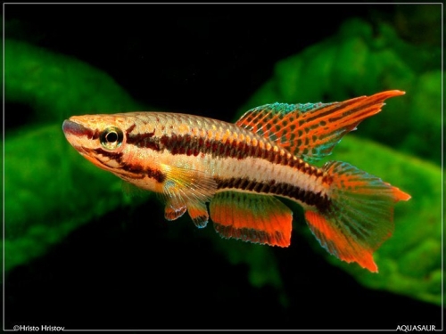 Chromaphyosemion bitaeniatum 'Afanyangan'