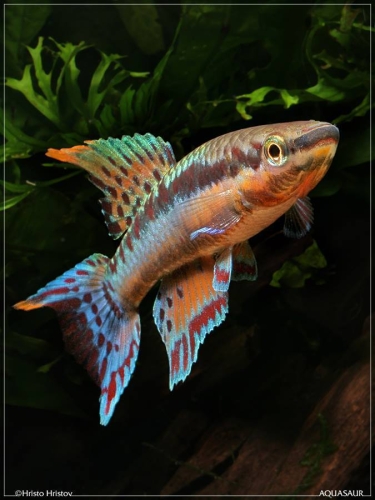 Chromaphyosemion bivittatum 'Funge'