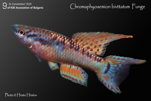 Chromaphyosemion bivittatum 'Funge'