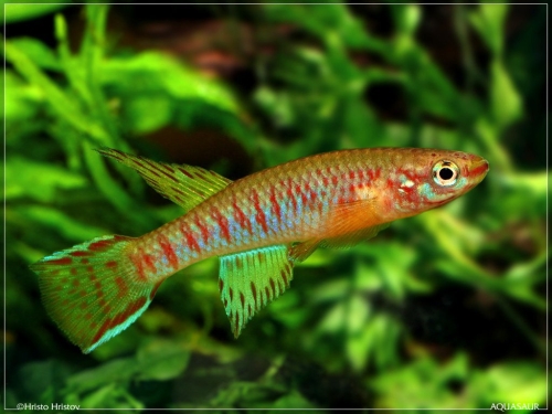 Aphyosemion bualanum Bafoussam