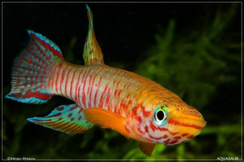 Aphyosemion bualanum CSTS-07-02