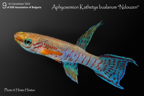 Aphyosemion bualanum Ndouzem
