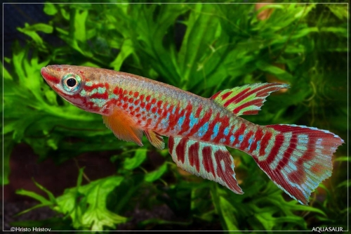 Aphyosemion bualanum