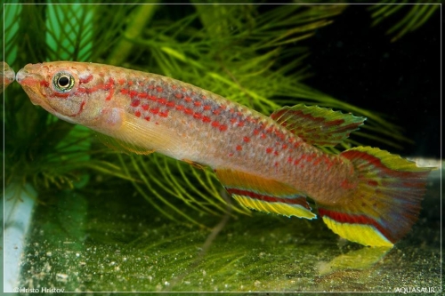 Aphyosemion calliurum CI-2016