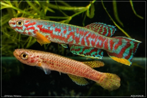 Aphyosemion campomaanense ABK-07-181
