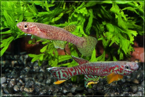 Aphyosemion camponaanense pair