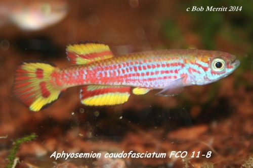 Aphyosemion caudofasciatum FCO-11-8