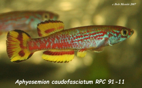 Aphyosemion caudofasciatum RPC-91-11