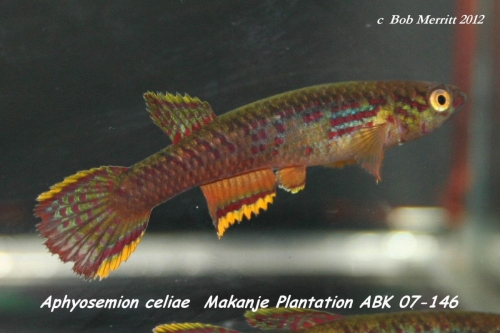 Aphyosemion celiae celiae Makanje Plantation ABK-07-146
