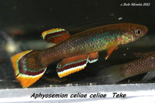 Aphyosemion celiae celiae Teke