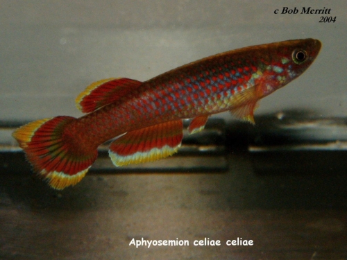 Aphyosemion celiae celiae