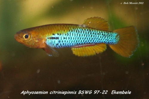 Aphyosemion citriniepinnis BSWG-97-22 Ekembele