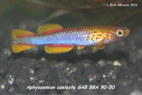 Aphyosemion coeleste GAG-BBA-90-30
