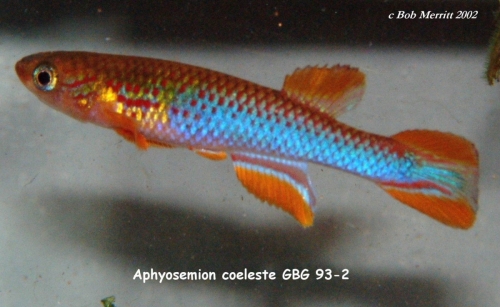 Aphyosemion coeleste GBG-93-2