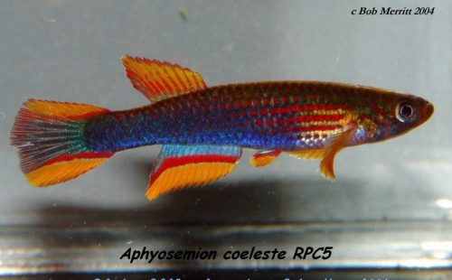 Aphyosemion coeleste RPC5