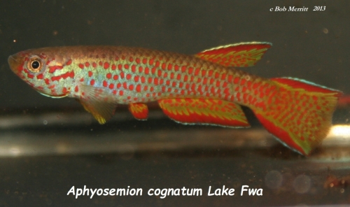 Aphyosemion cognatum Lake Fwa