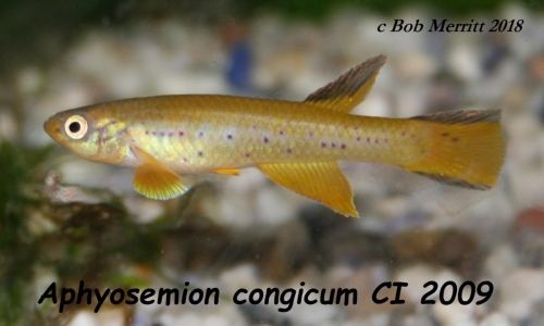 Aphyosemion congicum CI-2009