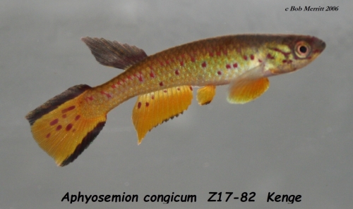 Aphyosemion congicum Z17-82 Kenge