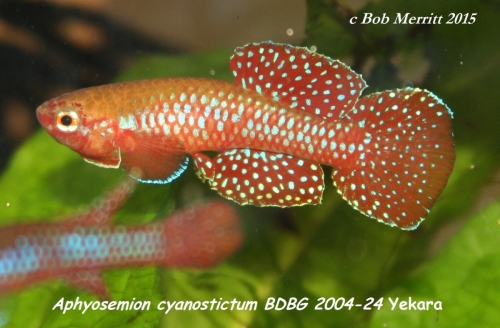 Aphyosemion cyanostictum BDBG-2004-24 Yekara