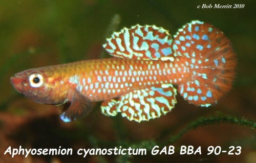Aphyosemion cyanostictum GAB-BBA-90-23