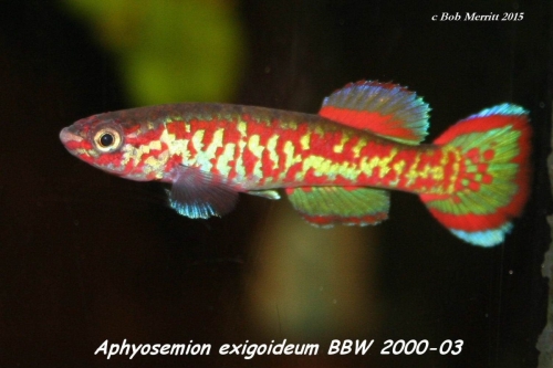 Aphyosemion exigoideum BBW 2000-03