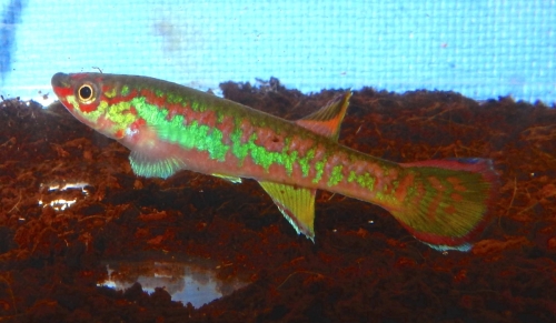 Aphyosemion exigoideum BBW-2000/3