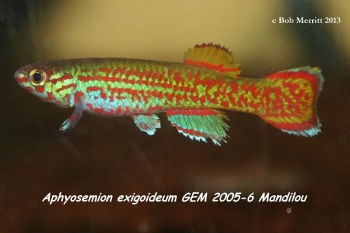 Aphyosemion exigoideum GEM-2005-6 Mandilou