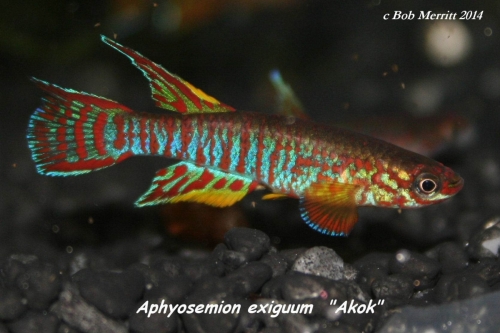 Aphyosemion exiguum Akok
