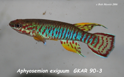 Aphyosemion exiguum GKAR-90-3