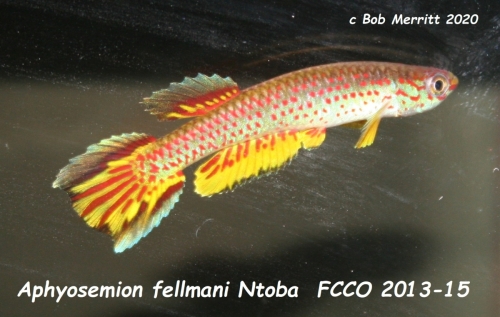 Aphyosemion fellmanni Ntoba FCCO-2013-15