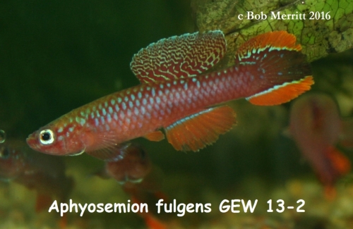 Aphyosemion fulgens GEW-13-2