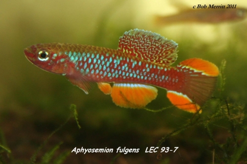 Aphyosemion fulgens LEC-93-7