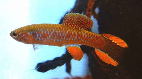 Aphyosemion fulgens LEC-937