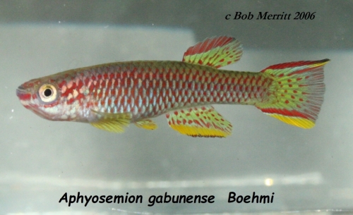 Aphyosemion gabunense Boehmi