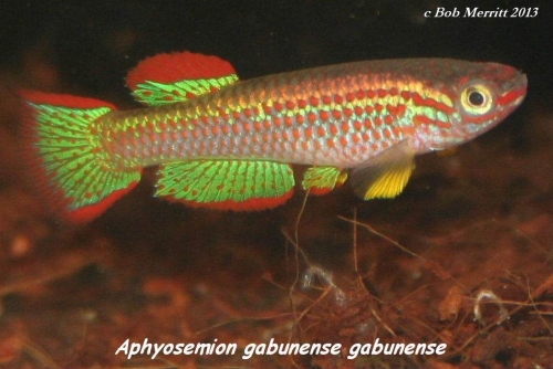 Aphyosemion gabunense