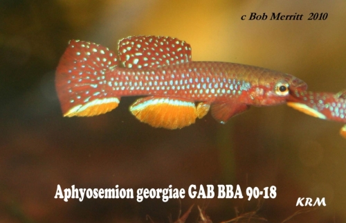 Aphyosemion georgiae GAB-BBA-90-18