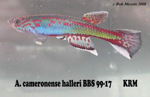 Aphyosemion halleri BBS-99-17