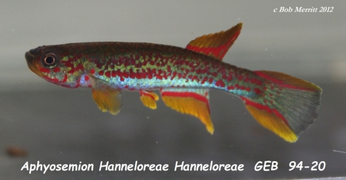 Aphyosemion hanneloreae hanneloreae GEB-94-20