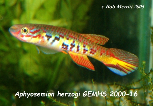 Aphyosemion herzogi GEMHS-2000-16
