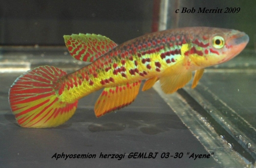 Aphyosemion herzogi GEMLBJ-03-30 Ayene
